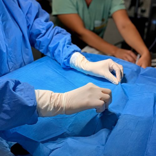 Castração segura exige cuidados antes, durante e depois da cirurgia