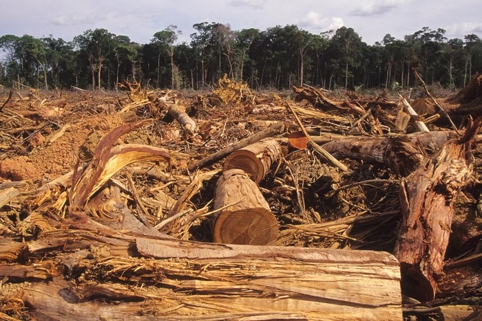 Desmatamento na Amazônia cresce 18% e acende alerta ambiental às vésperas da COP30