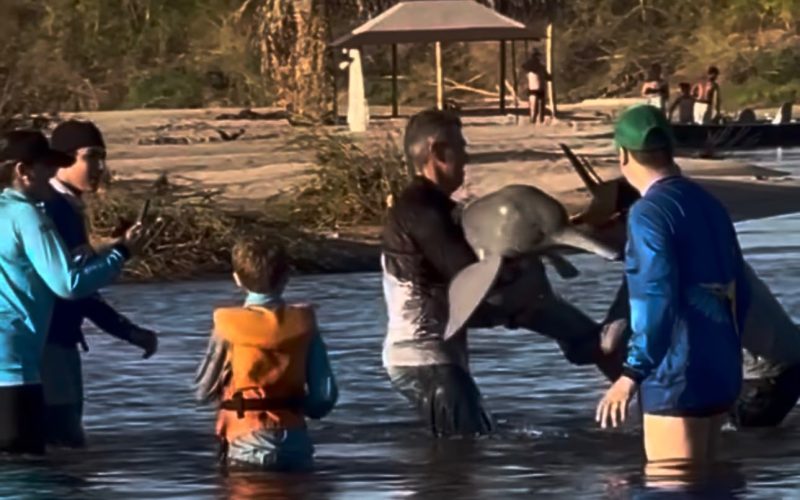 Pescadores salvam boto-do-Araguaia após fisgada acidental no Rio Araguaia