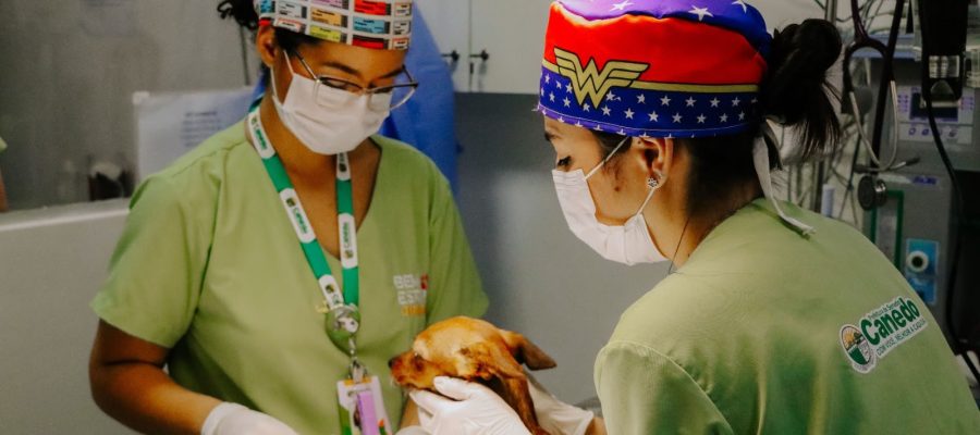 Senador Canedo ultrapassa 3 mil castrações e reforça ações de proteção animal