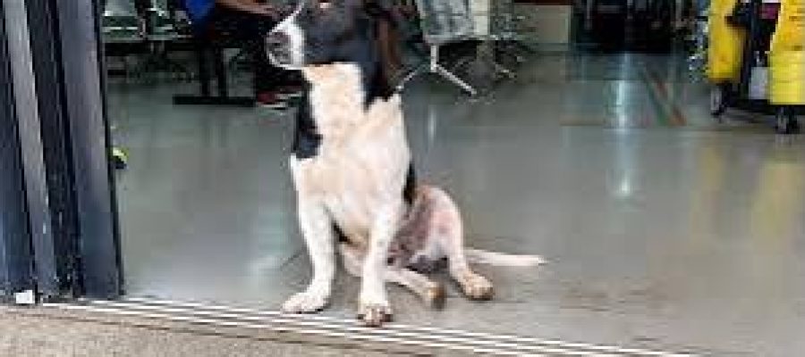 Cachorro espera há duas semanas por tutor que morreu após atendimento em UPA de Goiânia