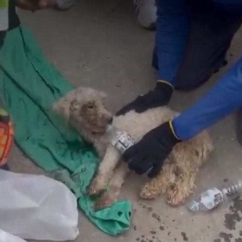 Cadela é resgatada com vida 29 dias após terremotos na Venezuela e emociona o mundo
