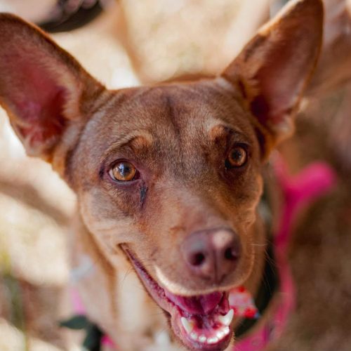 Portal Bem-Estar Animal ultrapassa 600 adoções em Senador Canedo