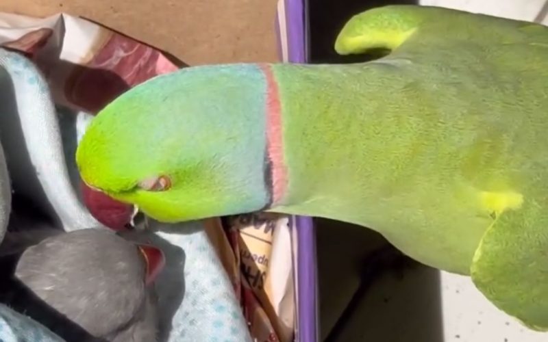 Periquito permanece perto da companheira após morte e vídeo emociona as redes sociais
