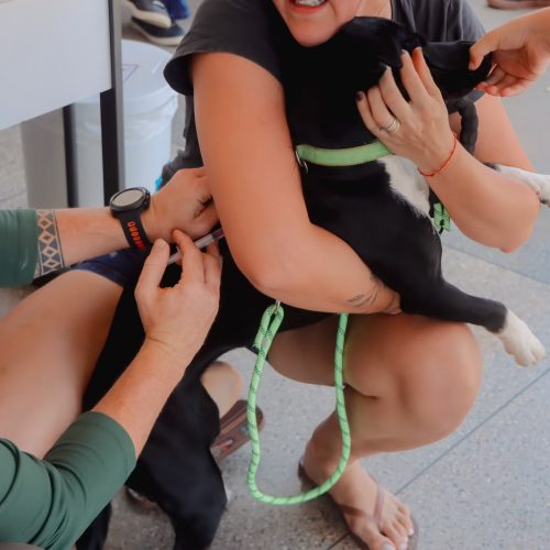 Vacinação antirrábica reforça proteção de cães, gatos e da população em Senador Canedo